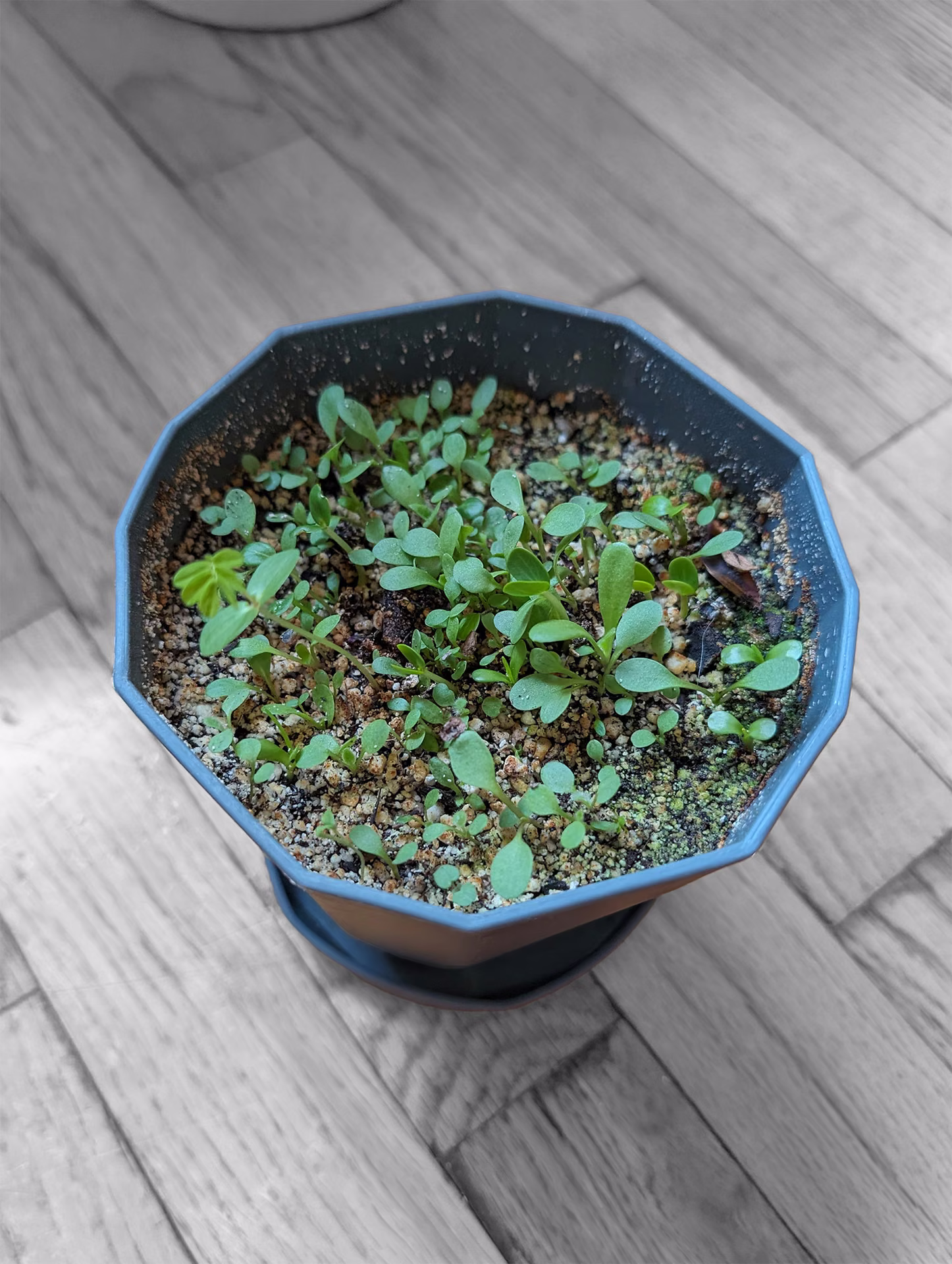 Seedlings filling the pot